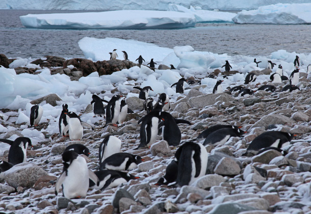 well dressed gentlemen of Antarctica