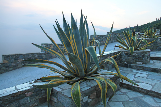 Aloe at Athos