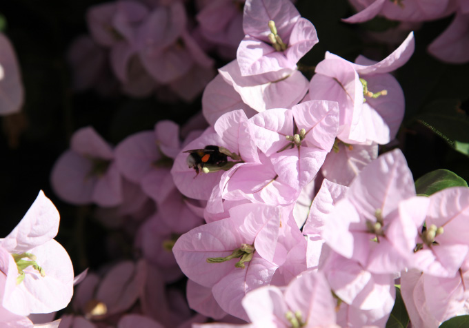 Cretan flowers with bee