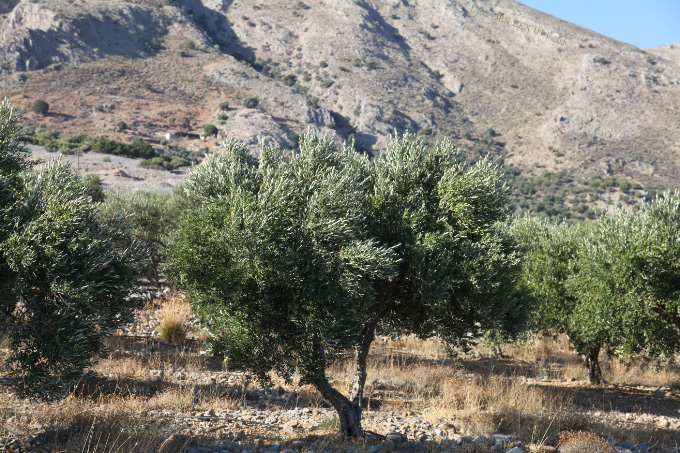 olive tree